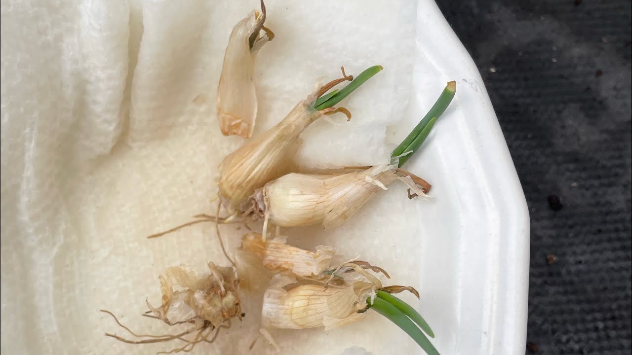 Planting Heirloom Onion Sets (Multiplying Shallots)