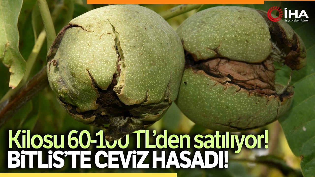 Dünyaca Ünlü Adilcevaz Cevizinin Hasadı Devam Ediyor