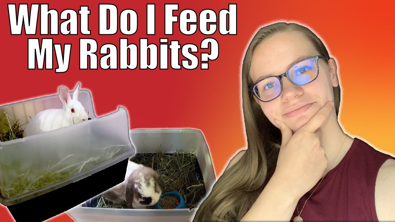 RABBIT DIET: What I Feed My Bunnies in a Day | What My Rabbits Eat Daily | Lionhead, Mini Lop, & REW