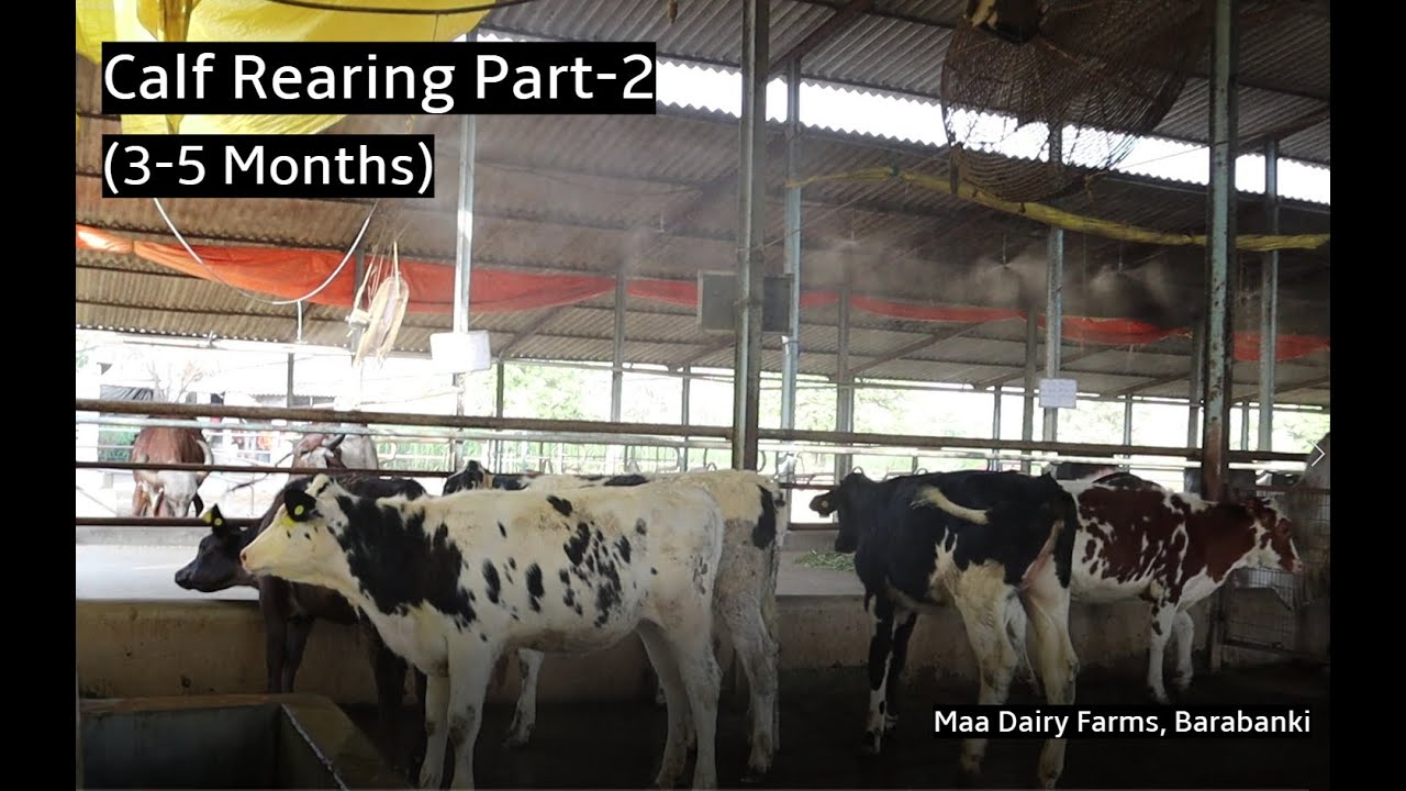 Calf Rearing Part-2 (3-5 Months), Maa Dairy Farms, Barabanki खुद की बछिया से 50 लीटर गाय तक का सफर|