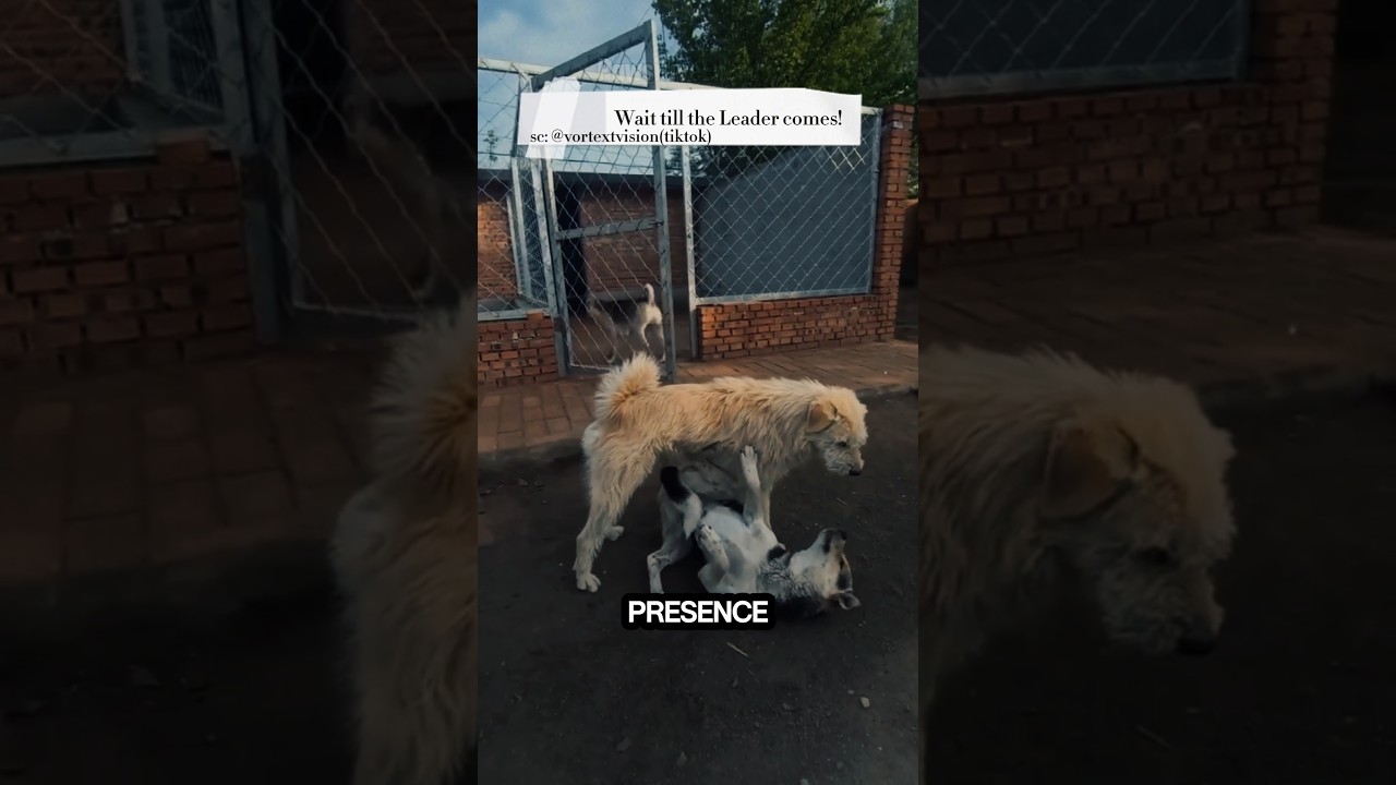 Две собаки дрались&hellip; Пока вожак стаи не сделал ЭТО❗️ #dogshorts