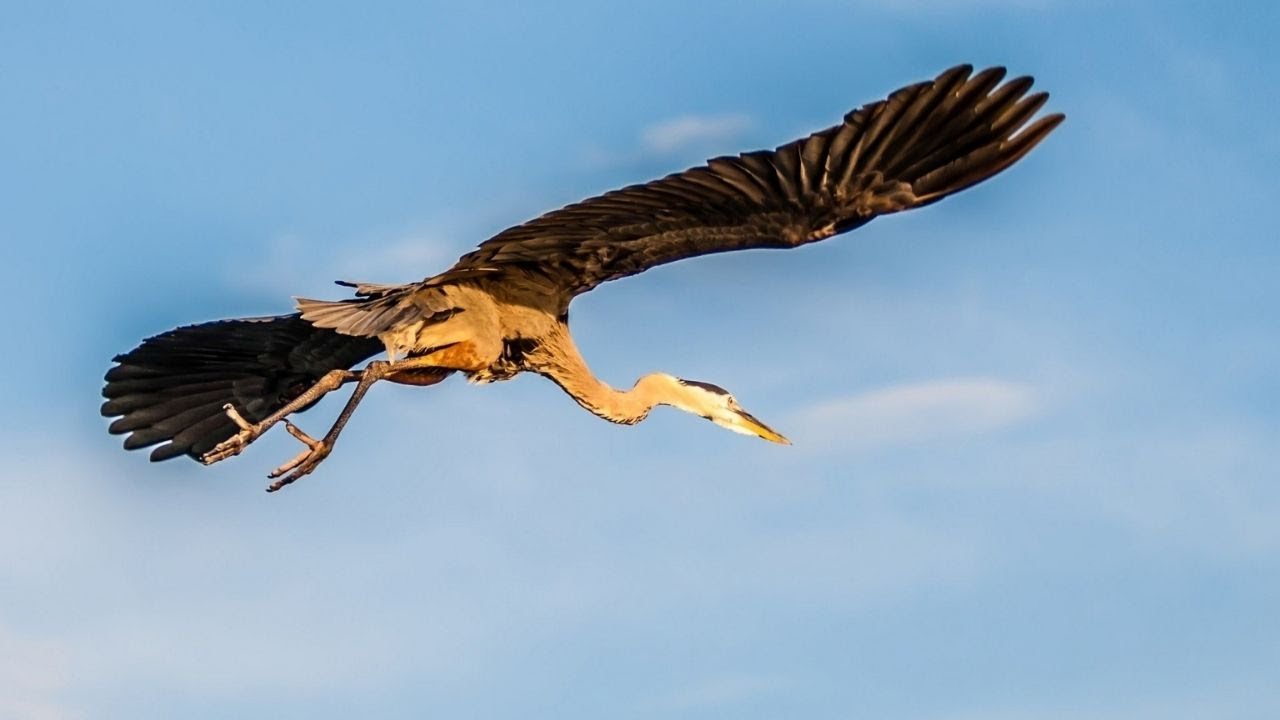 Mundo de aves: #Garzas. V&iacute;deos de la naturaleza ideales para educar y entretener. | @vistasimpresionantes