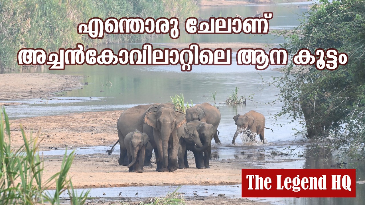 ACHANKOVIL – KONNI Forest Route | Dangerous Road Through Elephant Territory 🐘