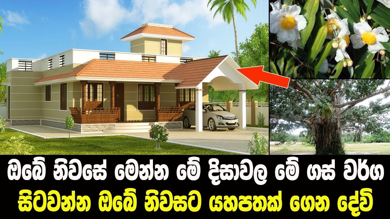 ඔබේ නිවසේ මෙන්න මේ දිසාවල මේ ගස් වර්ග සිටවන්න ඔබේ නිවසට යහපතක් ගෙන දේවි