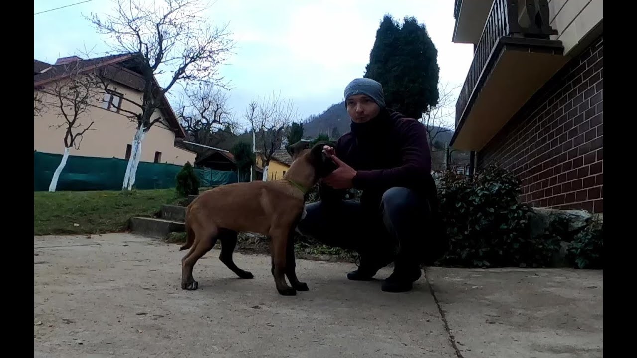 Výcvik psa - Šteniatko - Reakcia na meno a socializácia