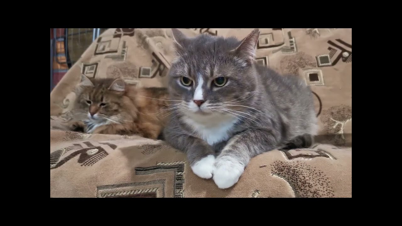 1H  냥냥펀치  불면증치료음악, 수면유도음악