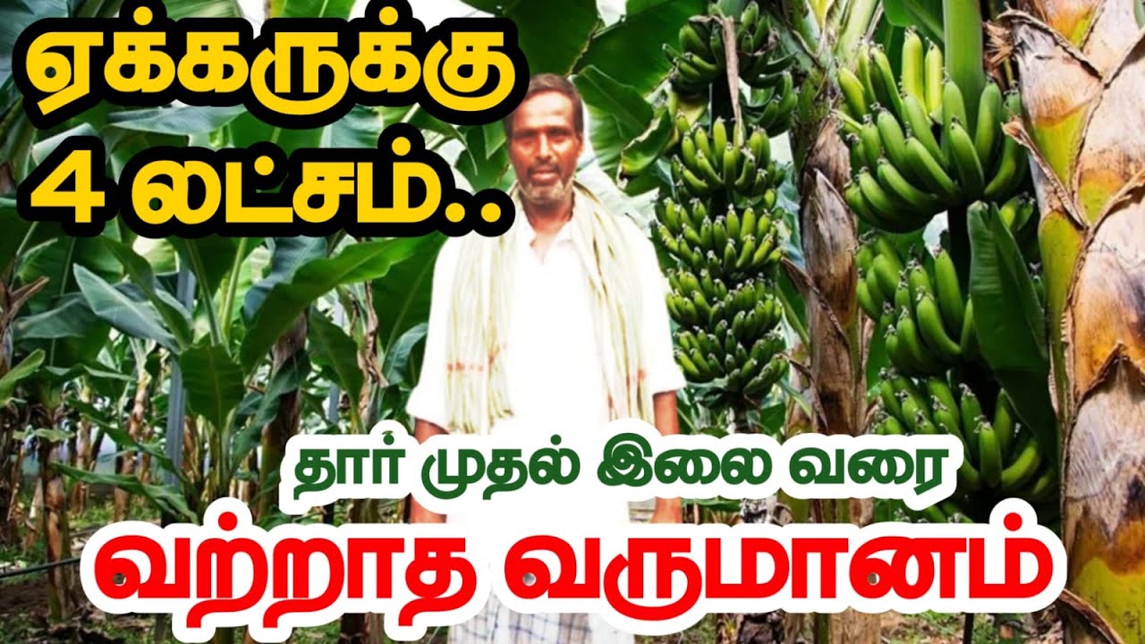 அட்டகாசமான லாபம் தரும் வாழை தார் : வாழை இலை விவசாயம் ! - Banana leaf Cultivation | Banana Farming
