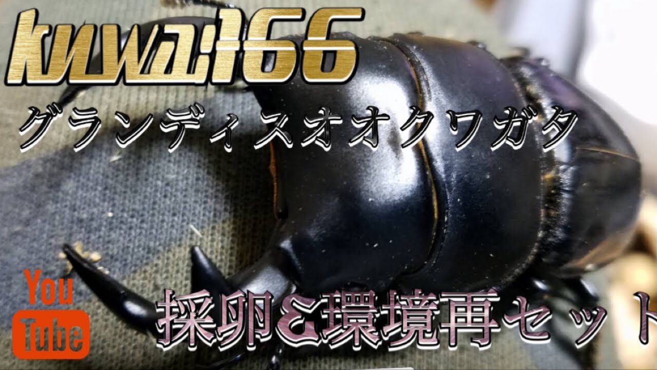 １年と半年越しの実り！長かった…クワガタ&カブトムシ【グランディスオオクワガタ】採卵&産卵セット