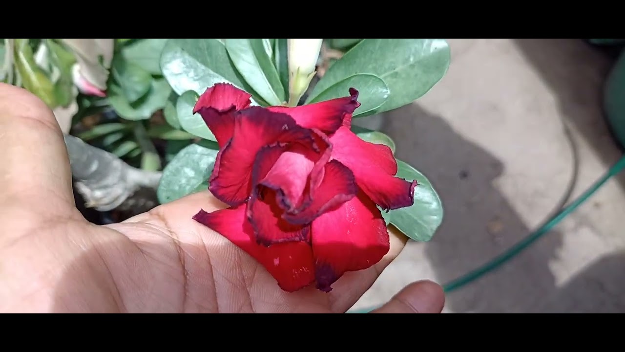Muitas flores lindas