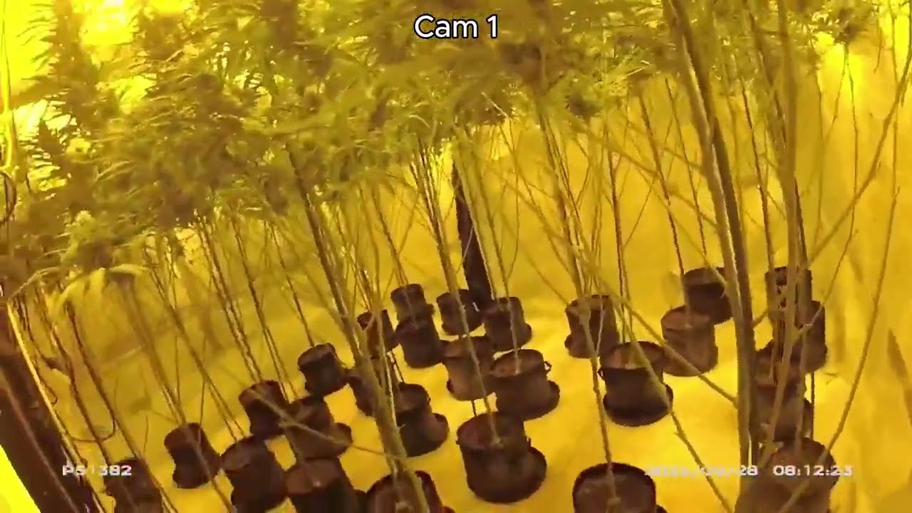 &pound;170k Cannabis Factory Discovered in Peterborough House Raid! Police Activity Bodycam