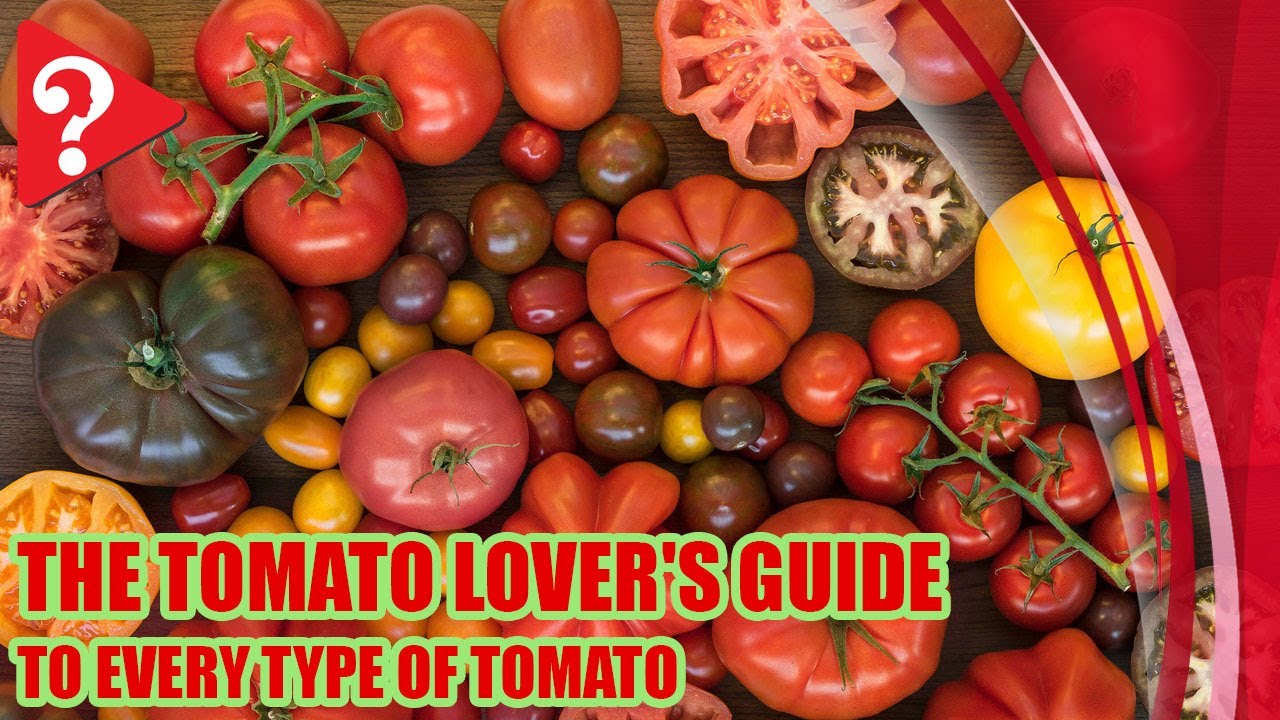 The Tomato Lover's Guide to Every type of Tomato