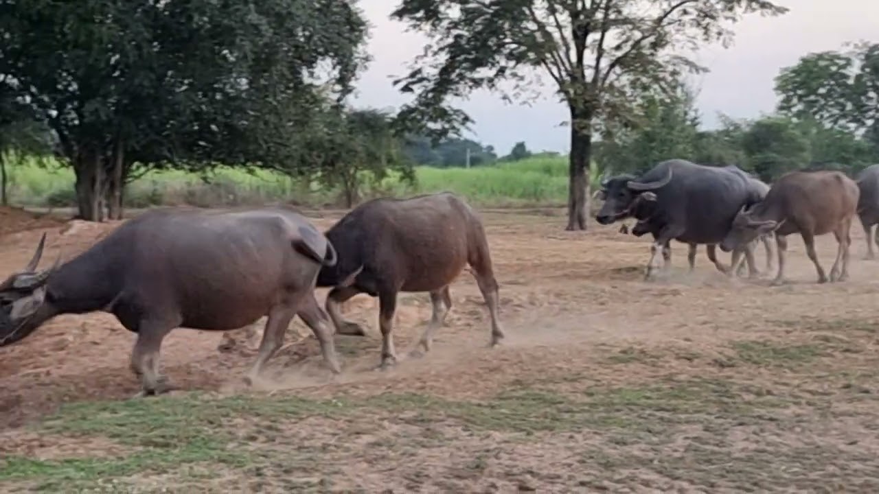 เยี่ยมฟาร์มควายโชคไพบูลย์