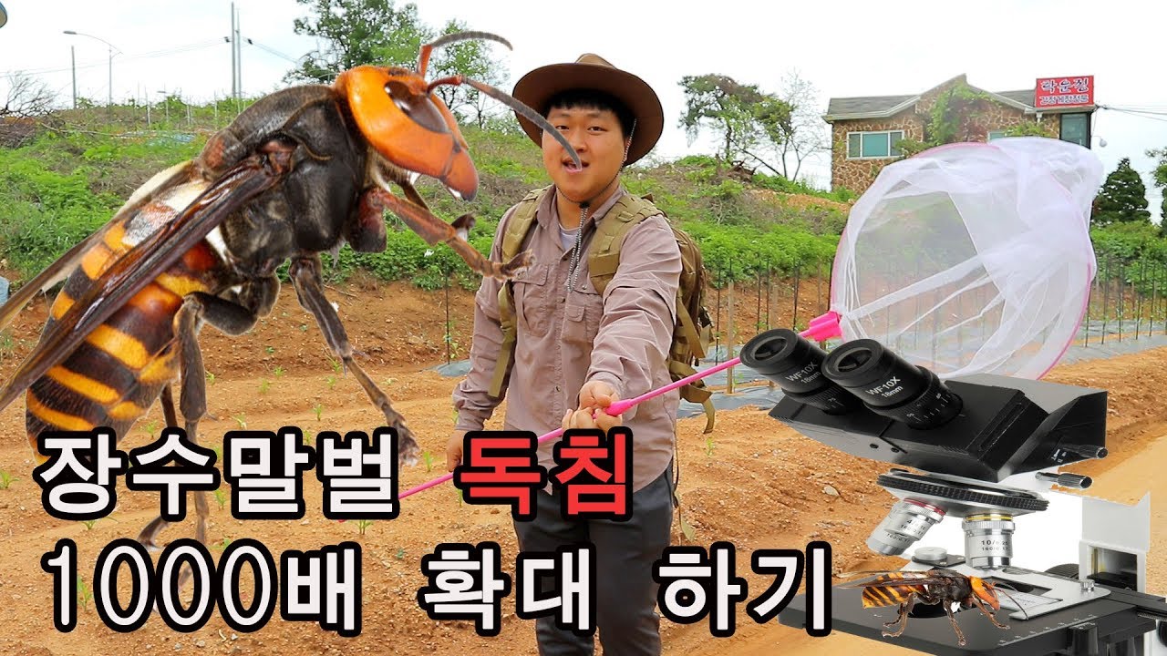 [도깨비] 장수말벌 독침을 1000배로 확대 했더니...ㄷㄷ(위험천만 장수말벌 채집)