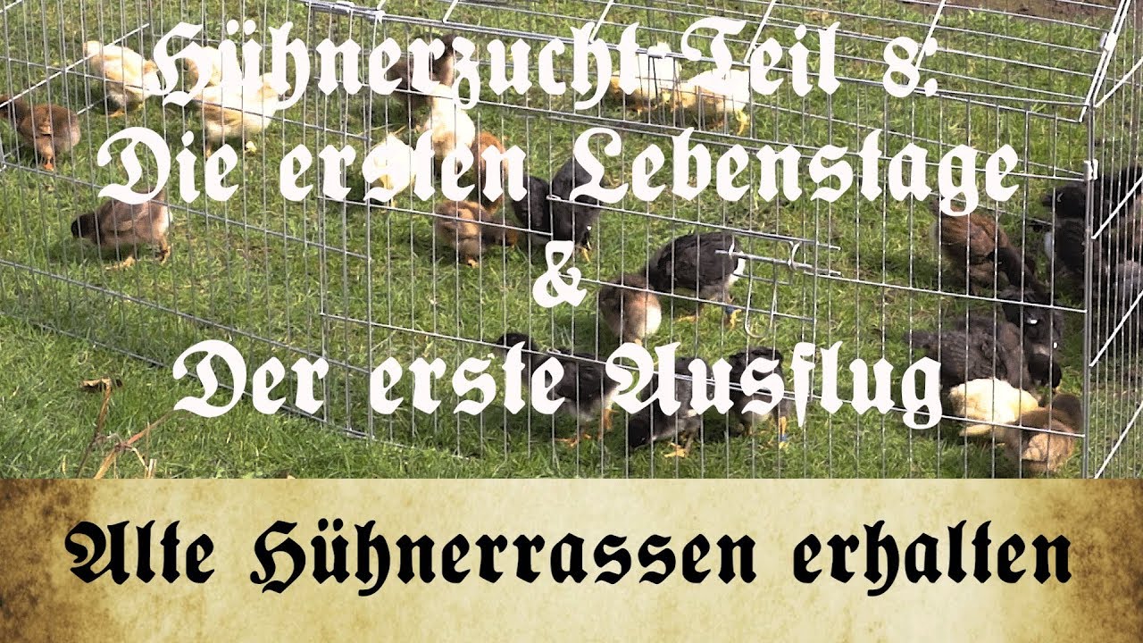 Zucht alter Hühnerrassen - Teil 8: Die ersten Tage der Küken & Der erste Ausflug