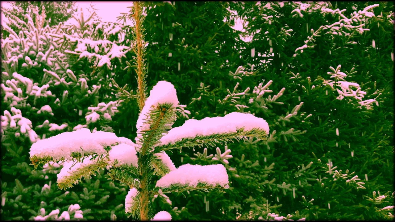 Relaxing - Falling Snow on a Vibrant Branch with Gentle Birdsong