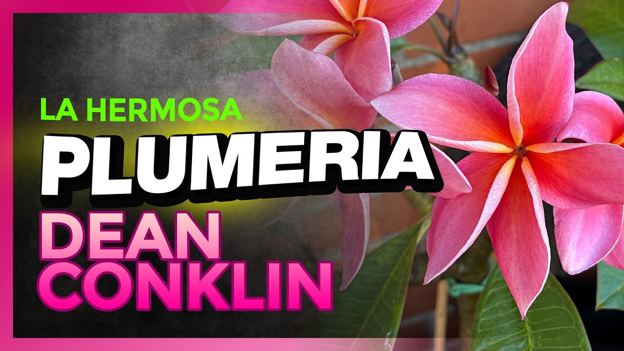 🚨¡¡TIENES QUE CONOCER ESTA PLUMERIA!! 🚨- Plumeria Dean Conklin 