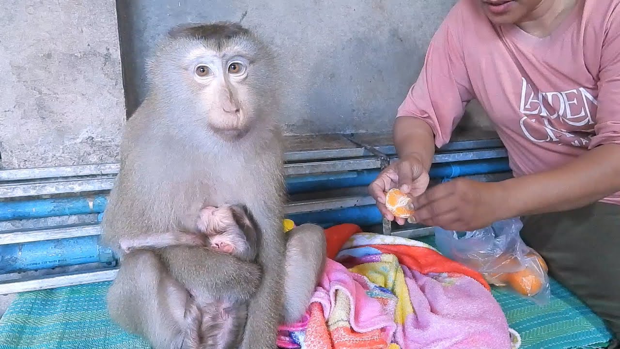 Mommy Luna Eating Sweet Orange Fruits After Gave Birth To Cute Baby