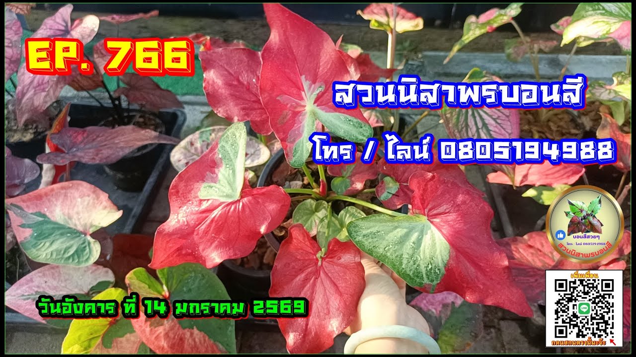 🟢 สวนนิสาพรบอนสี EP 766 🟢 ใบก้ามปูและบอนสีสวยๆ 14 ม.ค. 69 โทร / ไลน์ 0805194988