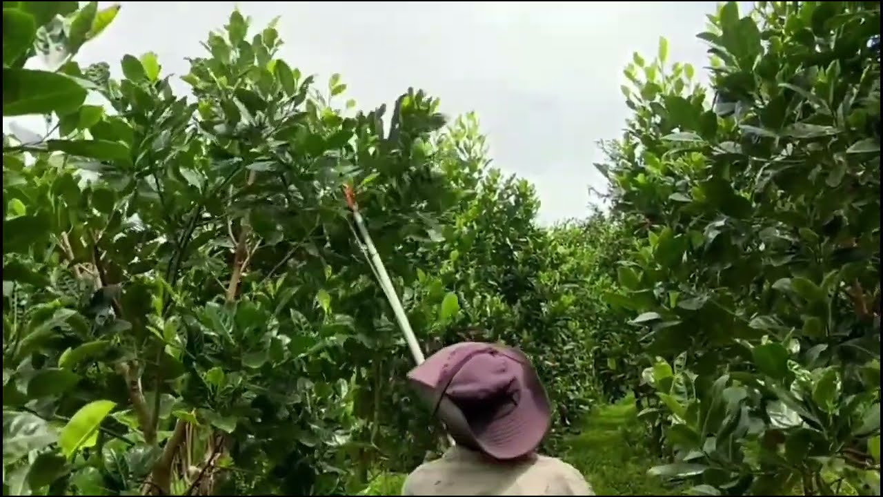 Tỉa t&agrave;n đ&ocirc;n đọt m&iacute;t hiệu quả cao.#caytrong #water #nhanonghaugiang