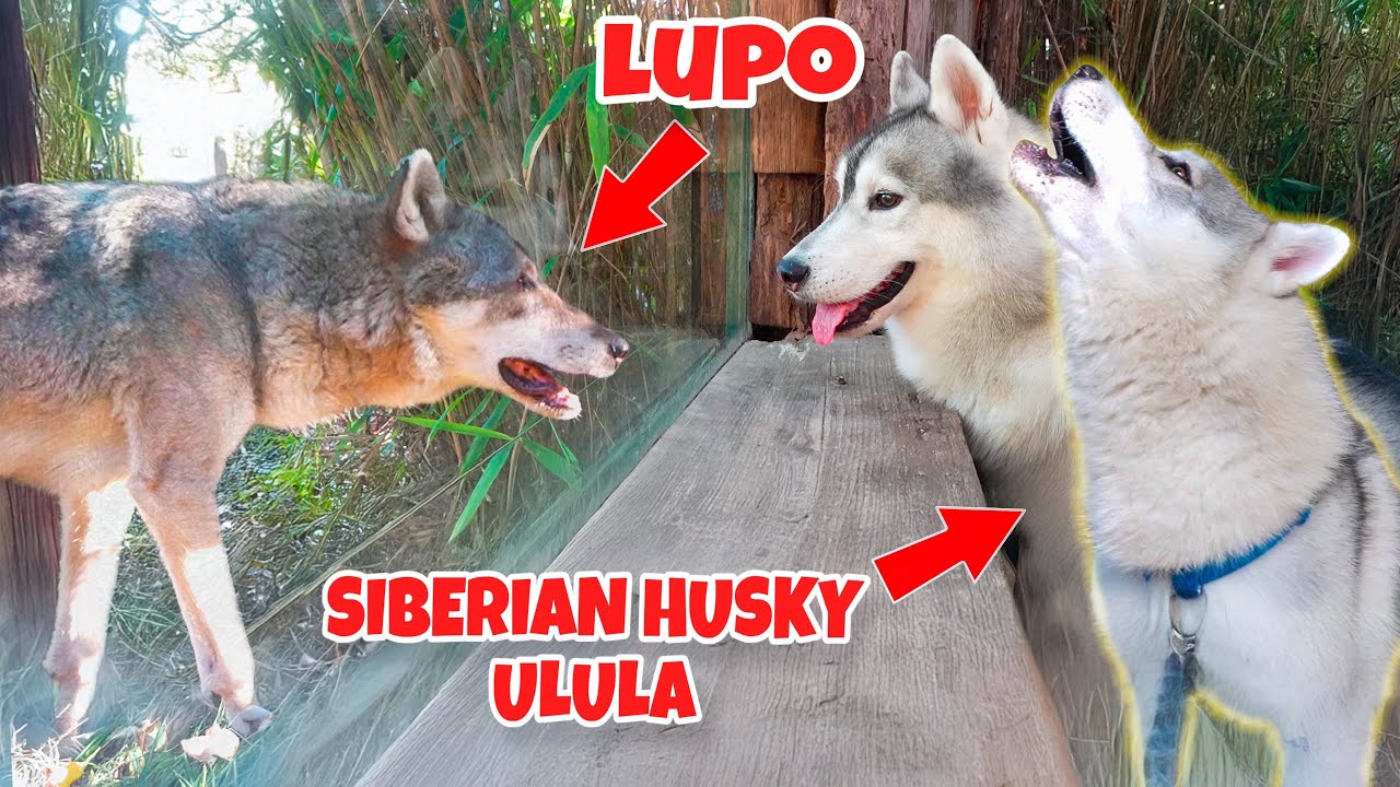 I miei HUSKY INCONTRANO un LUPO VERO per la PRIMA VOLTA! *HANNO ULULATO* 😱🐺 | MARTY E YUKO