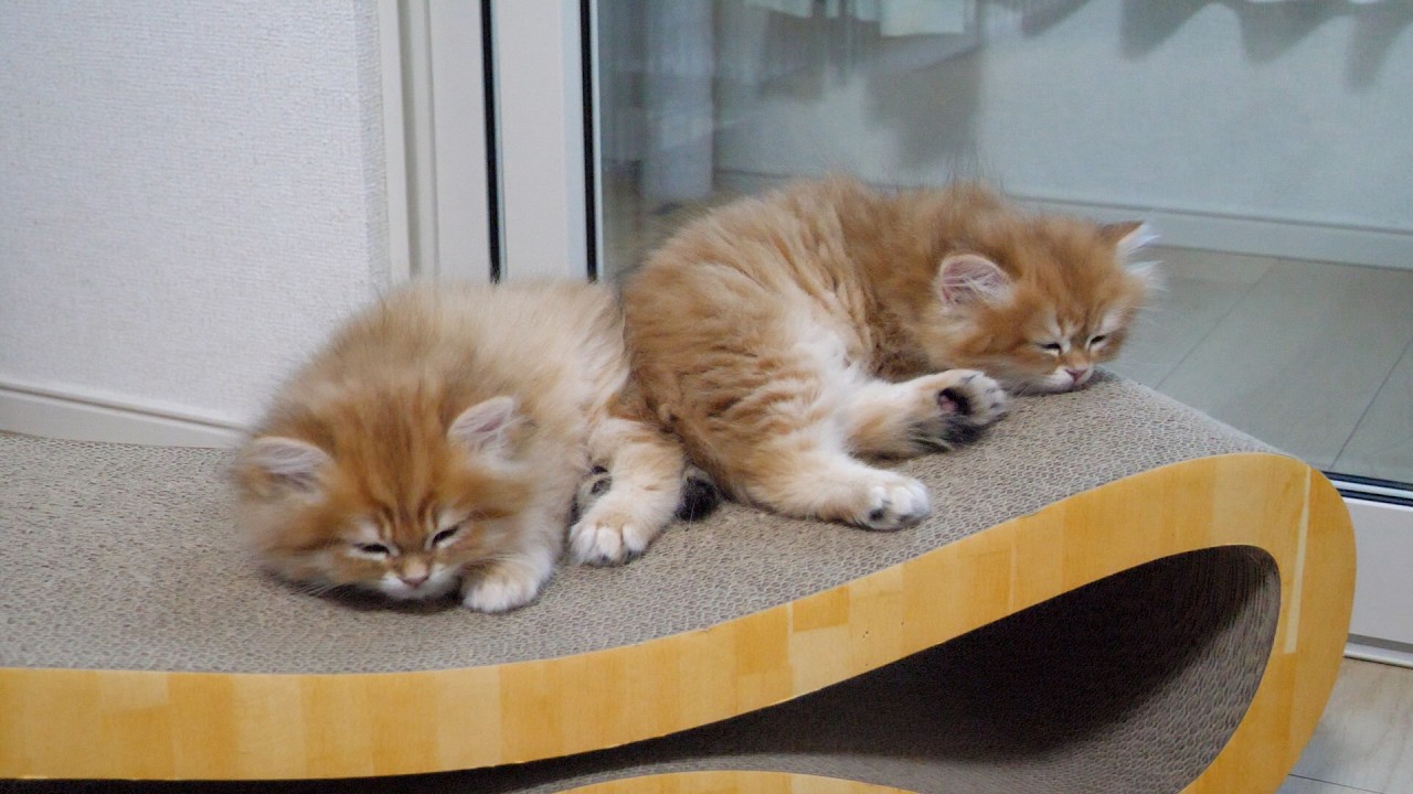 Cute kitten siblings who fall asleep together after playing themselves out...
