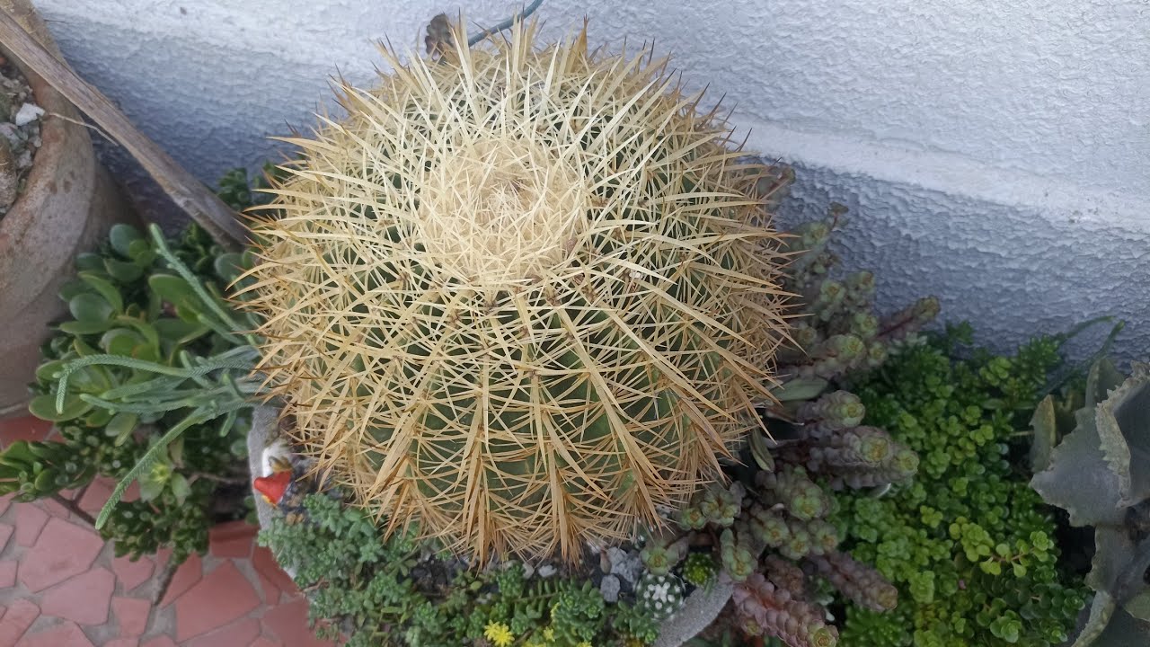 Quantos cactos e suculentas lindas na casa do meu amigo muitas plantas em pequeno espaço