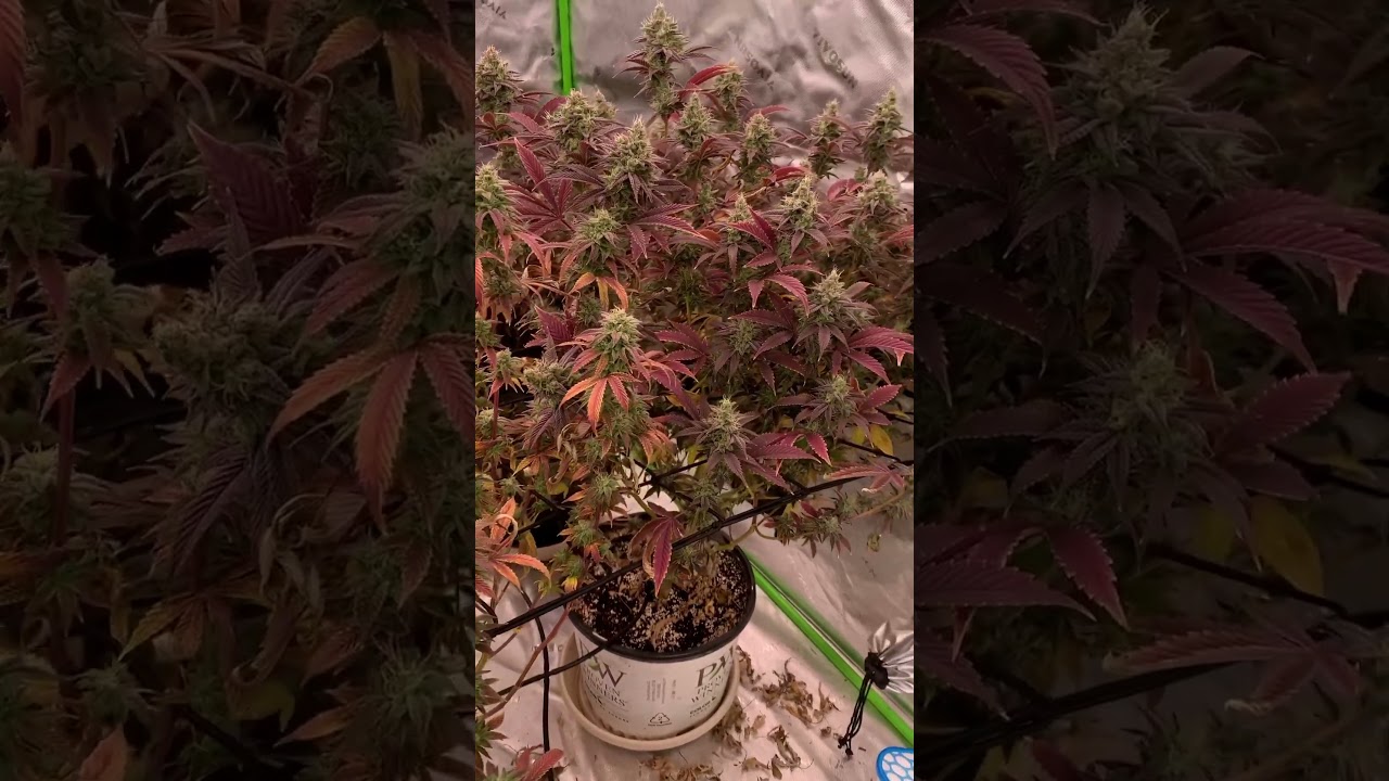 Alien OG in all its glory! #grow #medical #stoned #cannabiseducation #cannabisfamily #clones