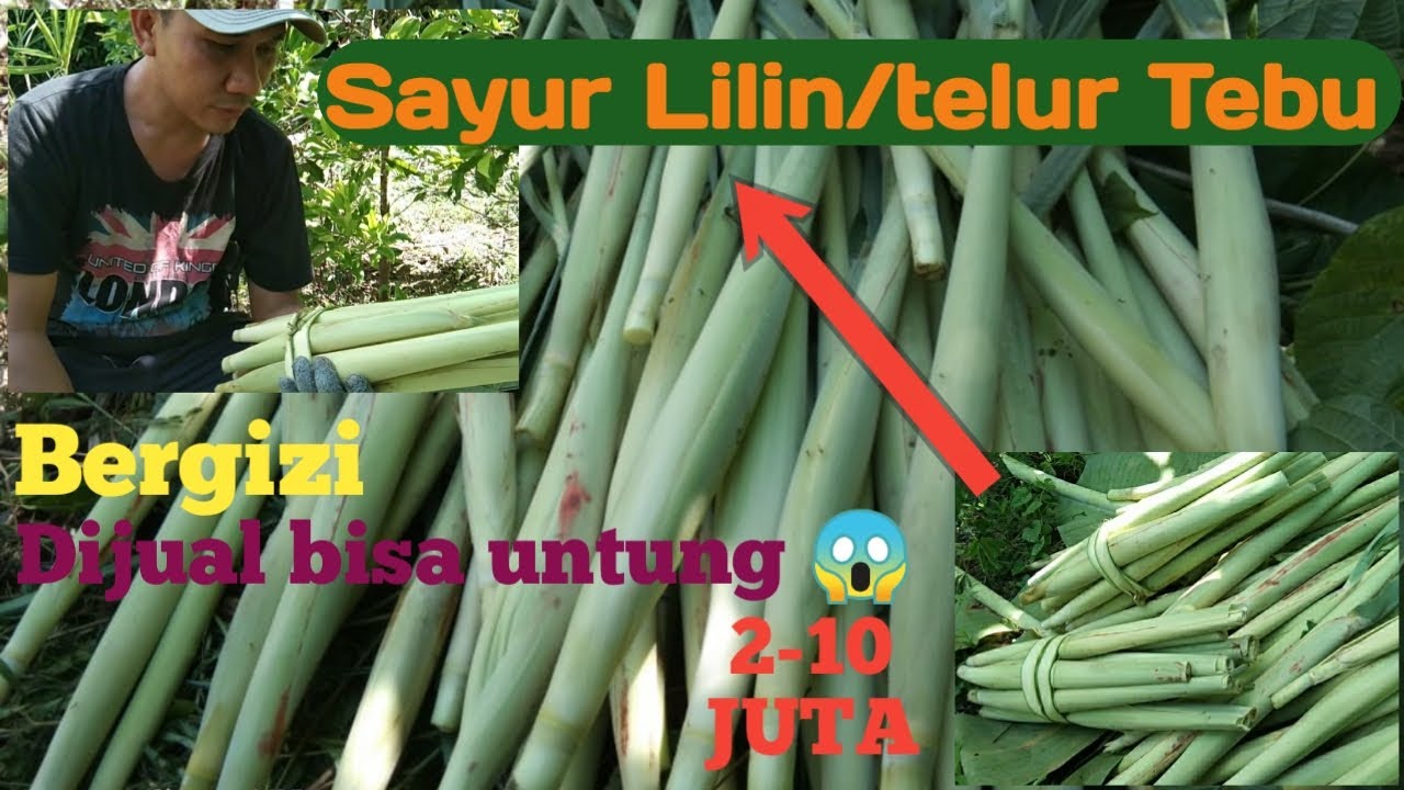 Menanam Sayur yang Kaya Manfaat, Menambah Penghasilan dan Sumber Gizi Keluarga (Sayur Lilin)