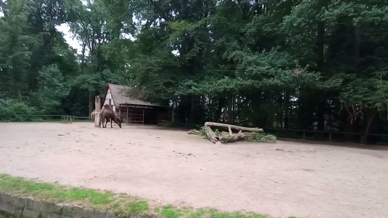 zoo Rheine kamelen