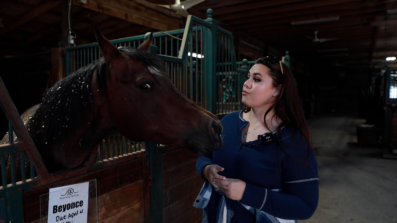 Обновления Broodmare 2023: Эпизод 1 (21 января)