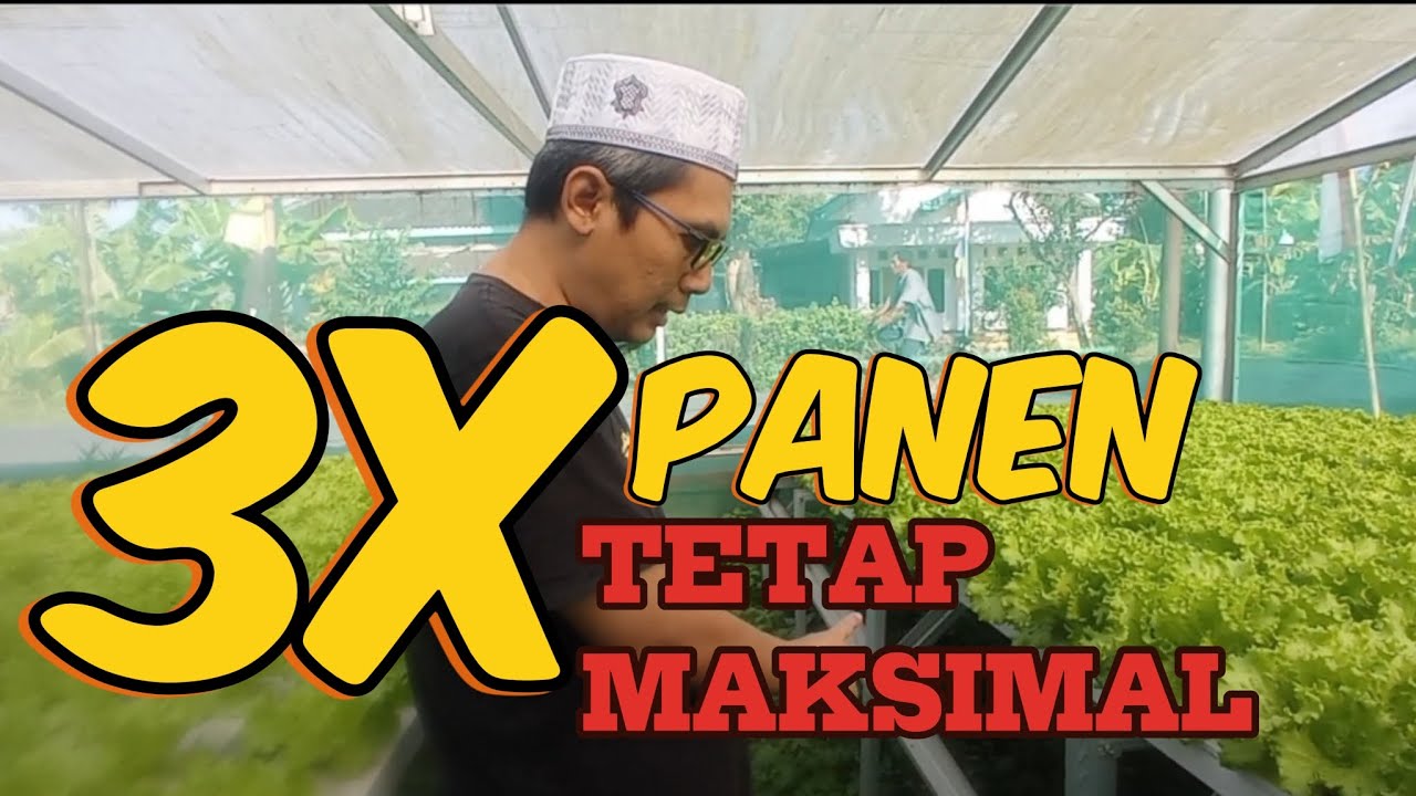 WOW LUAR BIASA, REVIEW INSTALASI GH 2 DIMASA PANEN YANG KE 3
