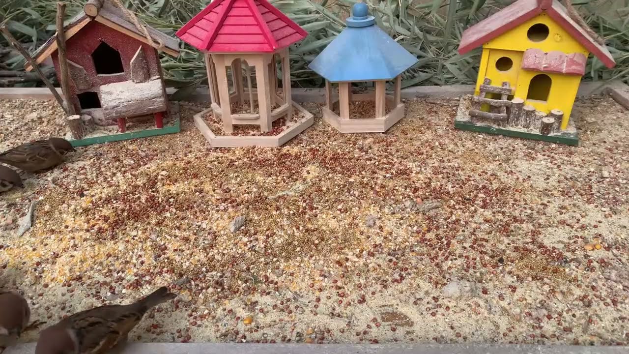 A Handful of Rice, and the Sparrows Came 🐦 | Pure Nature Healing-Z260202