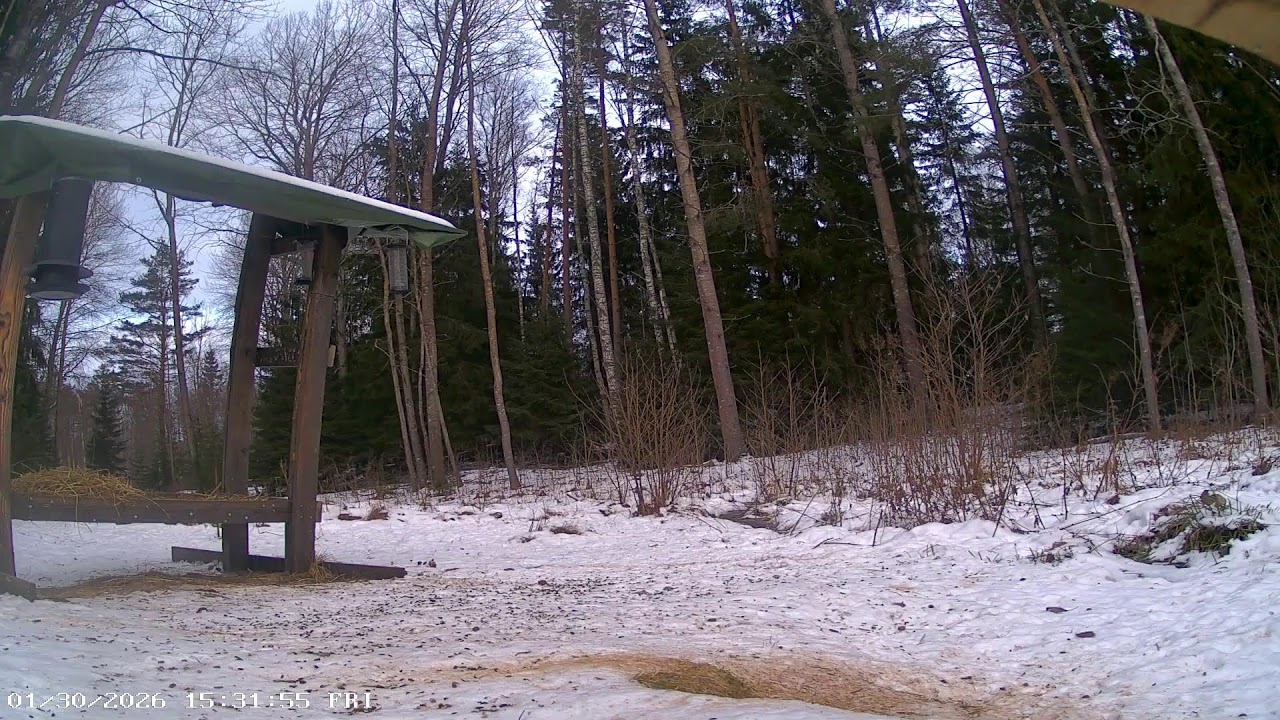 Wildcam in Sweden - Deer, badgers, pine marten, squirrels, birds and more!