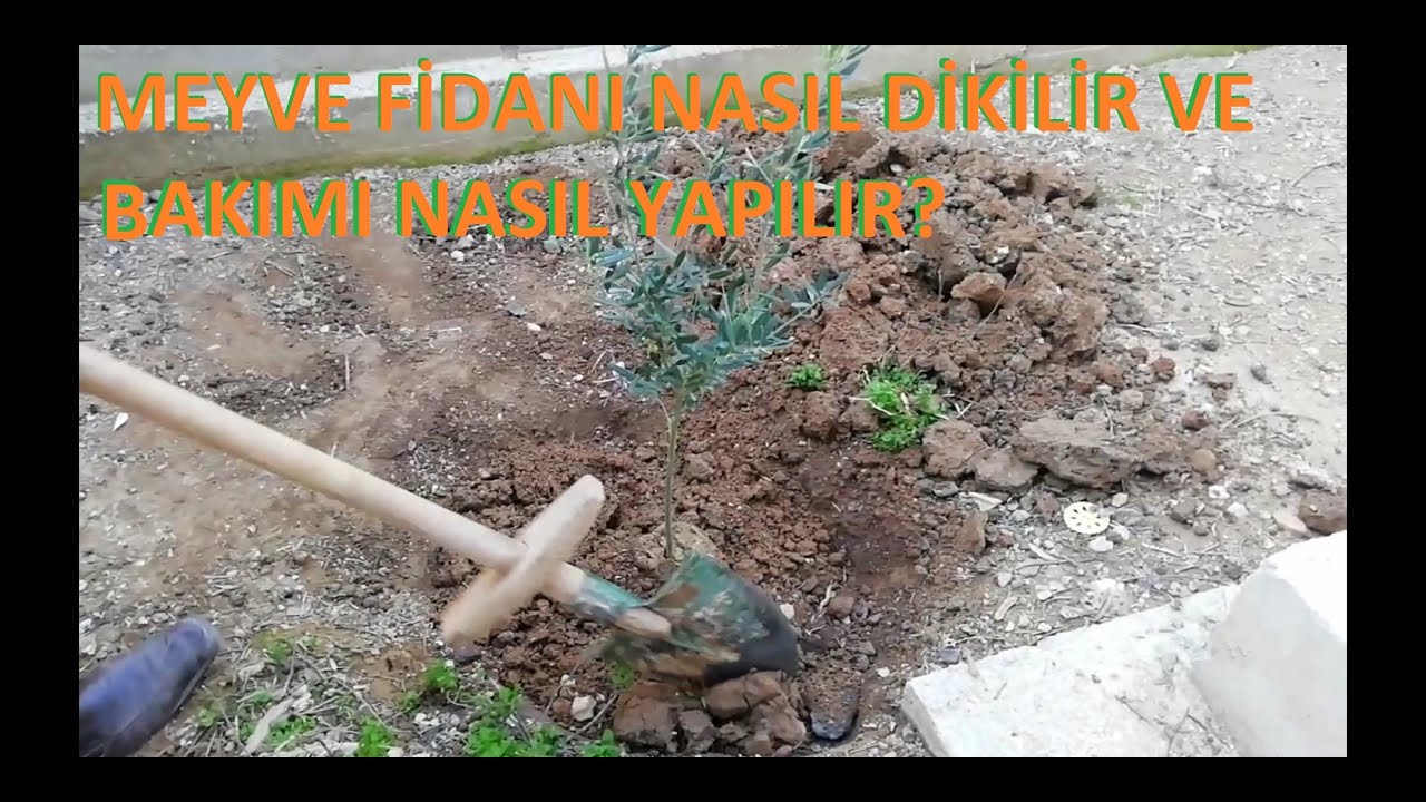 Meyve Fidanı Nasıl Dikilir, Bakımı Nasıl Yapılır?