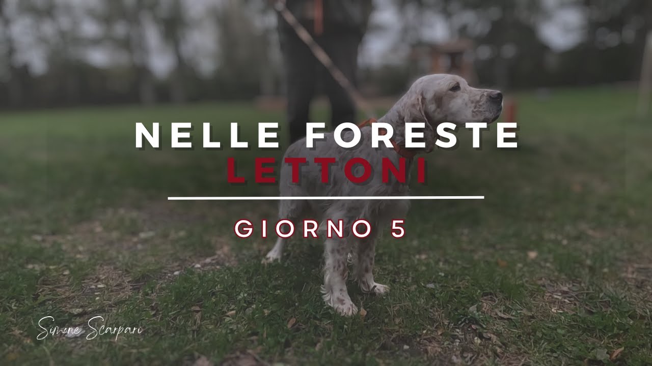 Caccia alla beccaccia nelle foreste Lettoni (2023) - Giorno 5 | PASSATO ❤PRESENTE E FUTURO