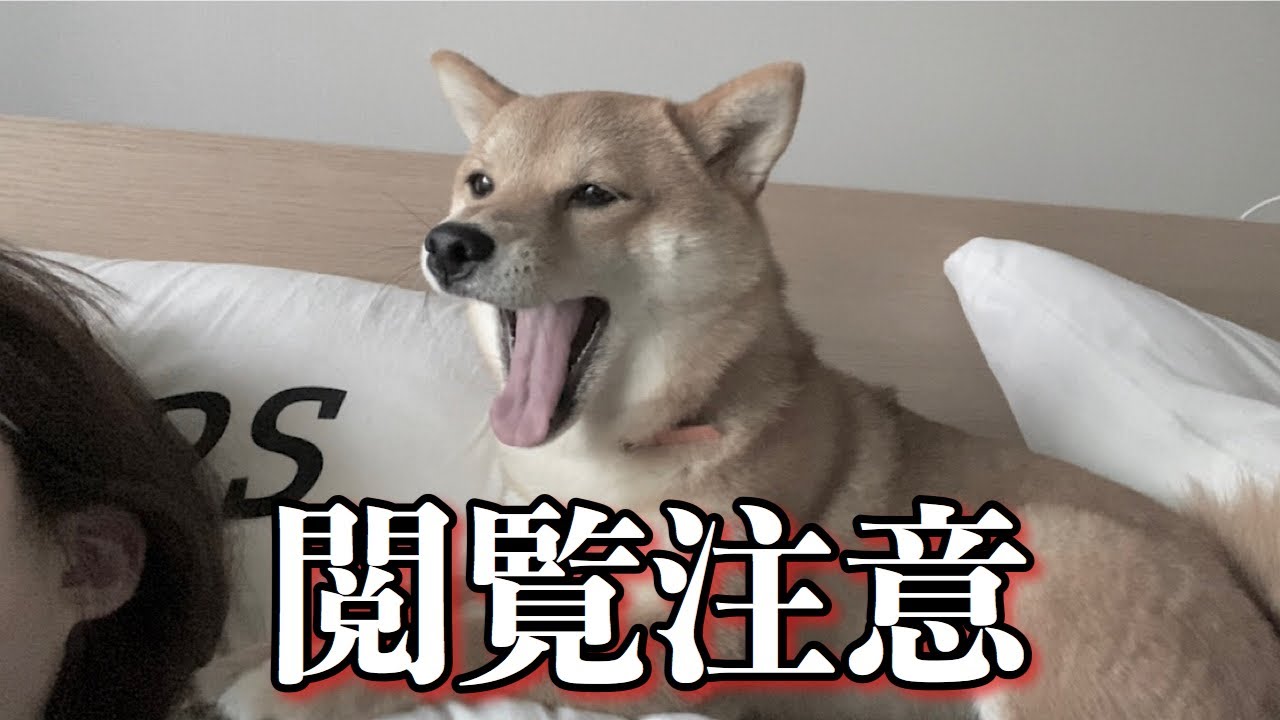 【閲覧注意】柴犬の朝の様子を撮っていたら男の霊の声が入り込んでしまいました。