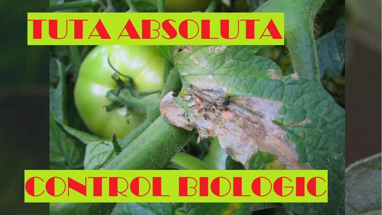 TUTA ABSOLUTA- Molia tomatelor- metode de control și combatere biologică
