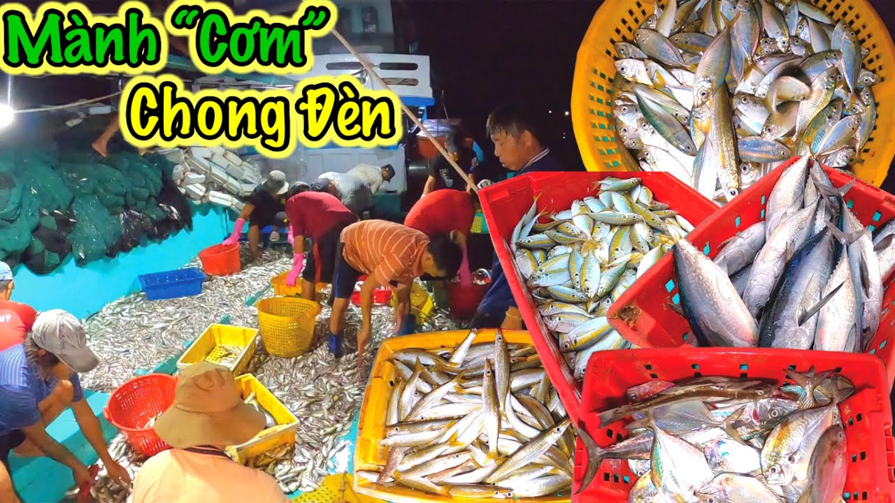 Nghề Mành “Cơm” Chong Đèn | Đánh Bắt Đa Dạng Các Loại Cá | Lưới Rút Chong Đèn | Sơn Phú Quốc