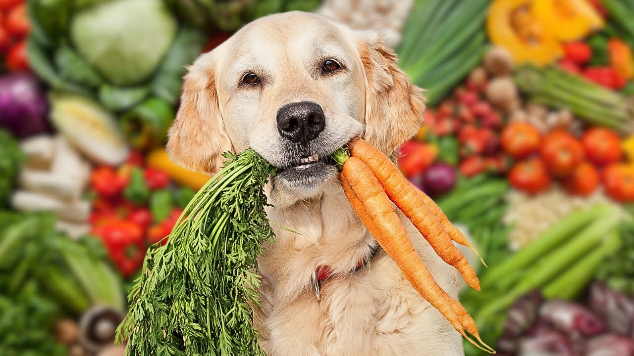 💚 Are Vegan Dog Food Good For Dogs?- Explained By Dr Griffiths