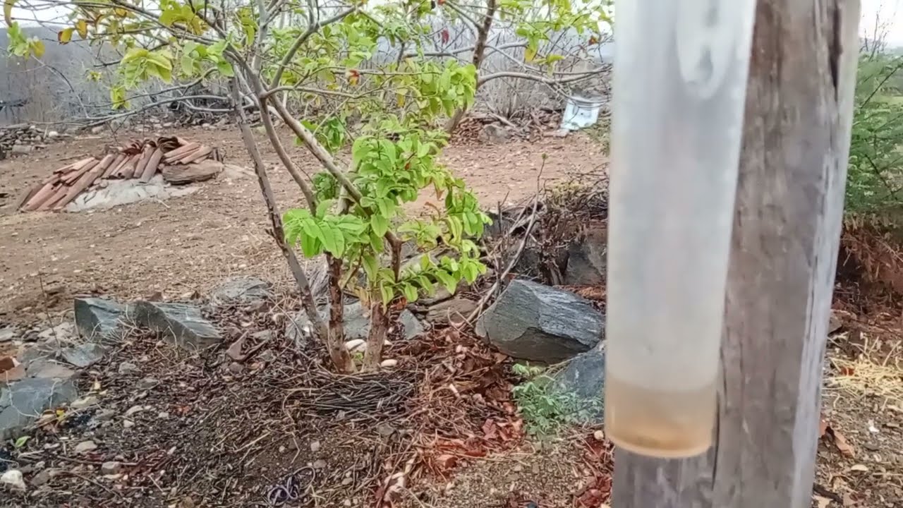 Chuva chegando no sertão Graças a Deus 🙏