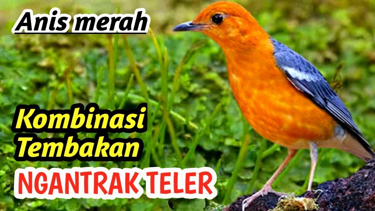 Masteran Anis Merah Juara Latber Nasional – Super Gacor Boost Performance