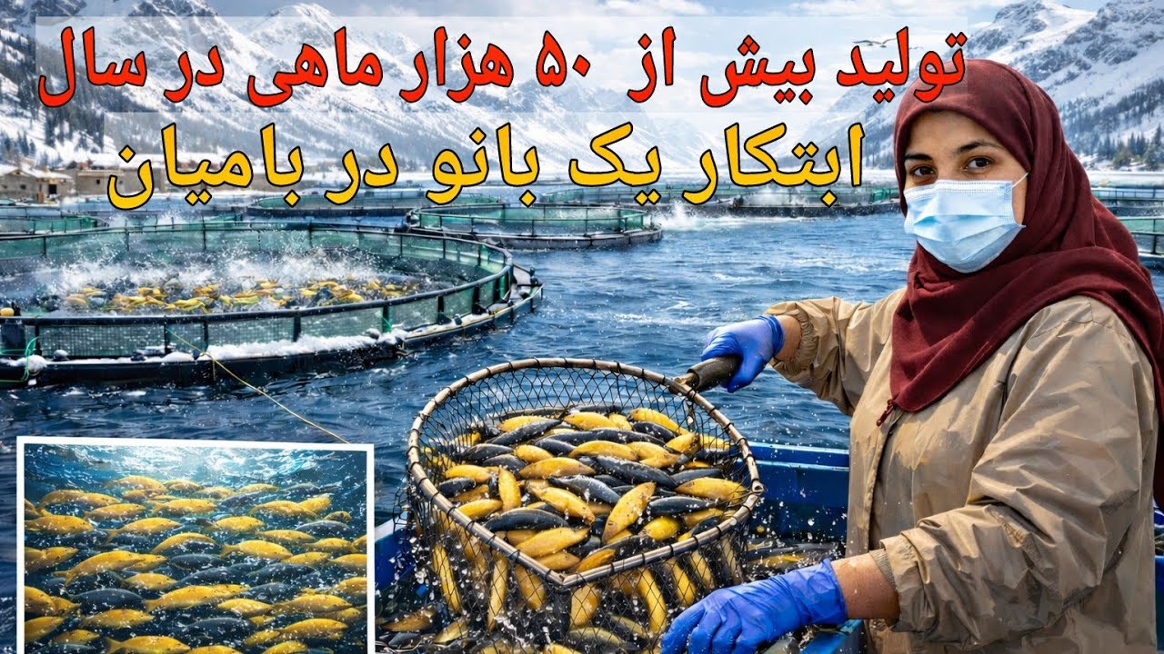 در این فارم همه ساله بیش از ۵۰ هزار ماهی خالدار تولید می‌شود.
