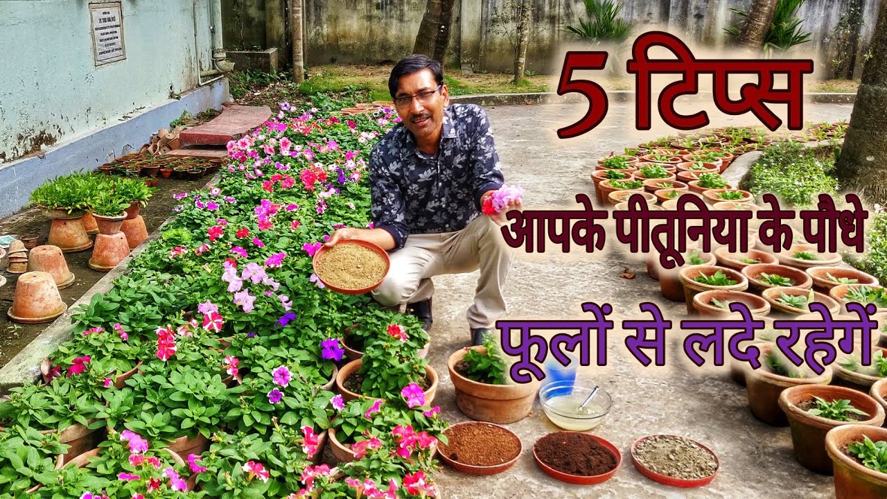 5 काम जरूर करें , आपके पितुनिया के पौधे हमेशा फूलों से लदे रहेंगे / 5 Tips for growing Petunias