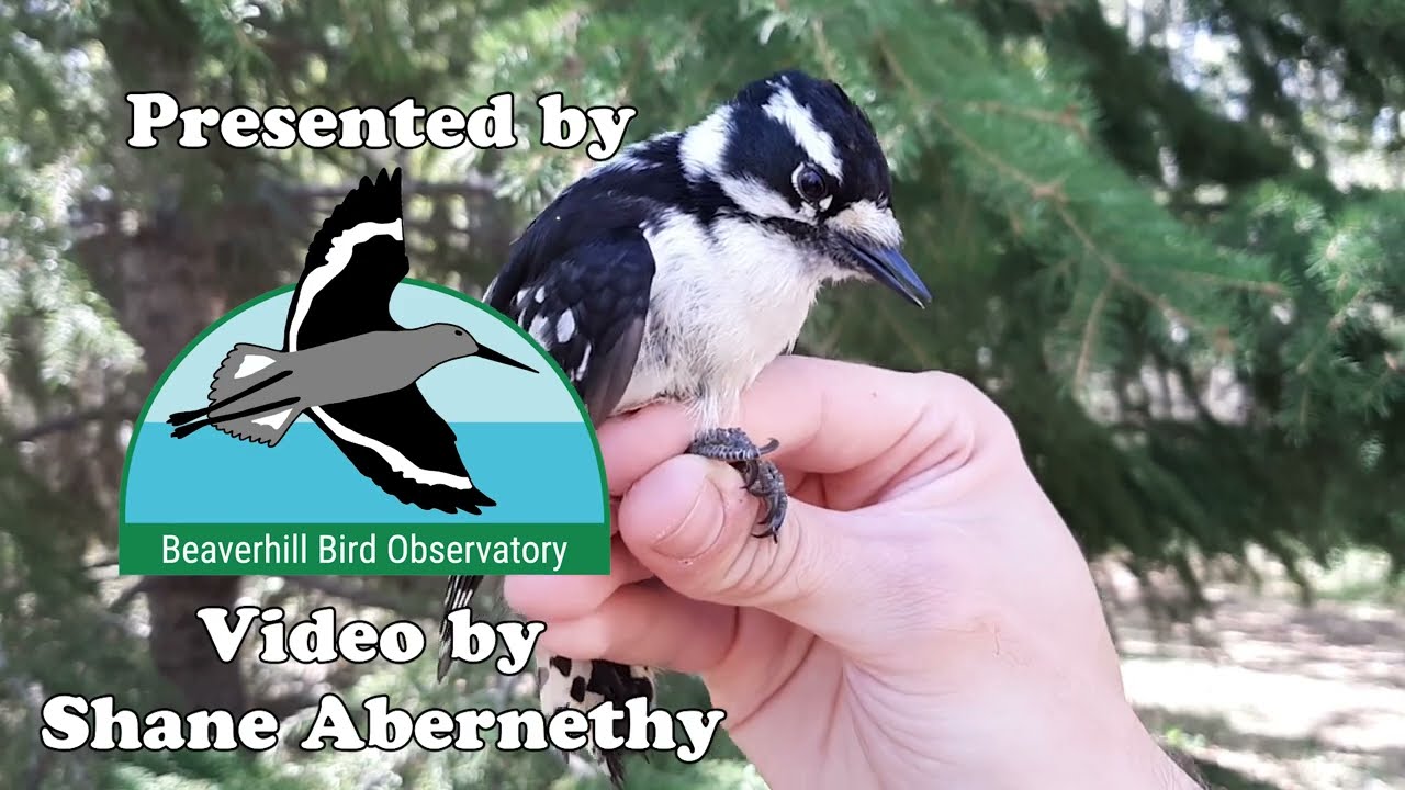 BirdBytes - The Downy Woodpecker: An Unexpected Mimic