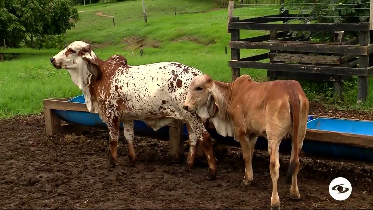 Qu&eacute; se considera ganader&iacute;a &eacute;lite - La Finca de Hoy