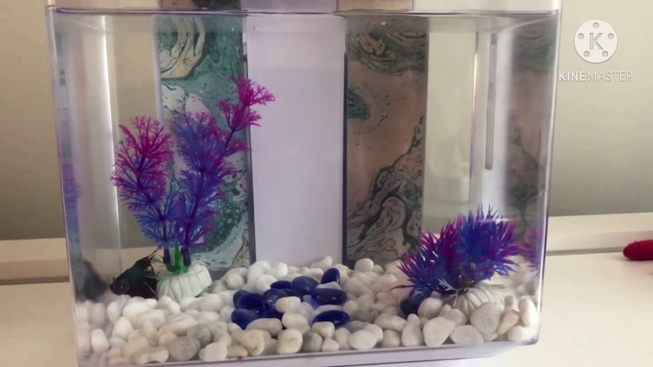Mon poisson combattant &agrave; la pourriture des nageoires!