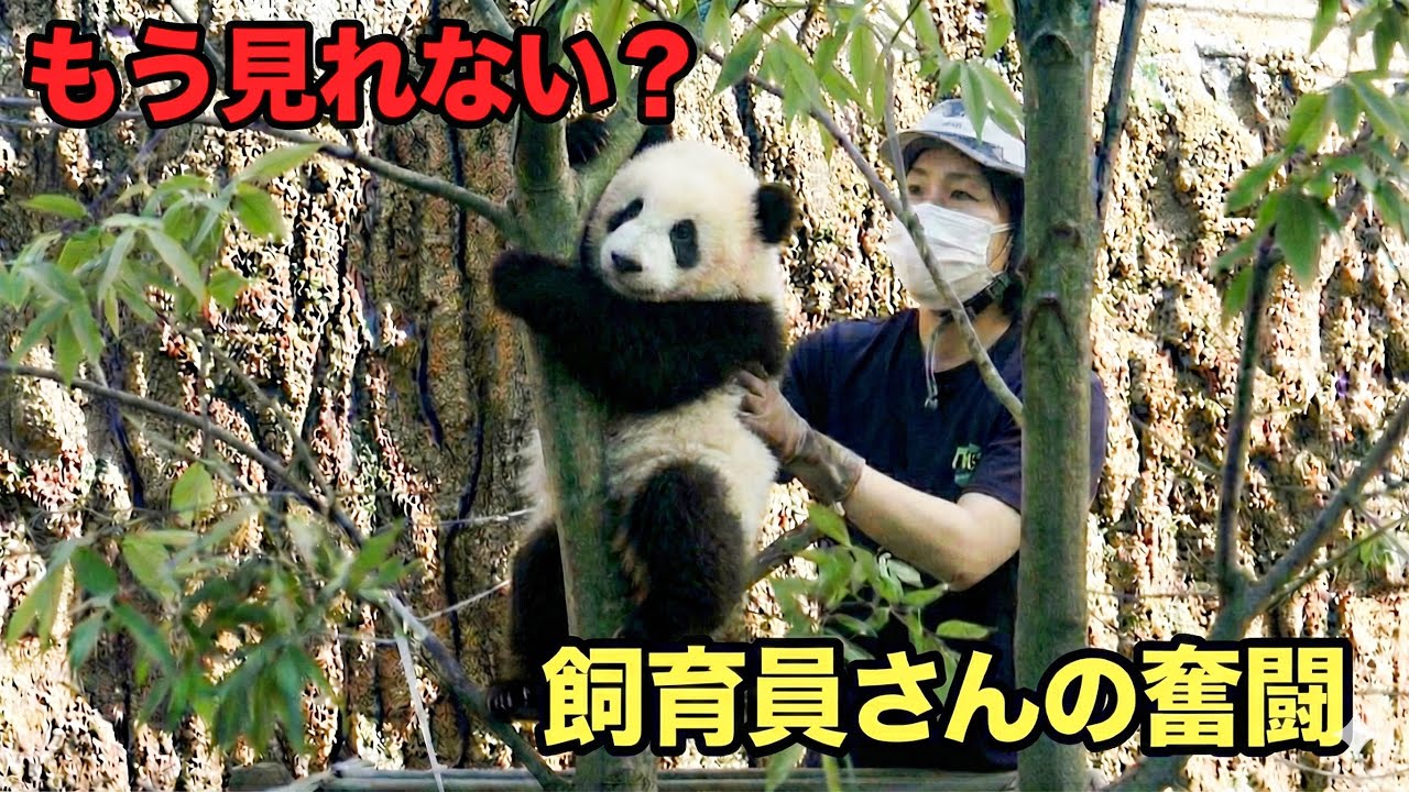 【永久保存版】シャオシャオ・レイレイ返還へ。飼育員さんの抱っこ回収🐼