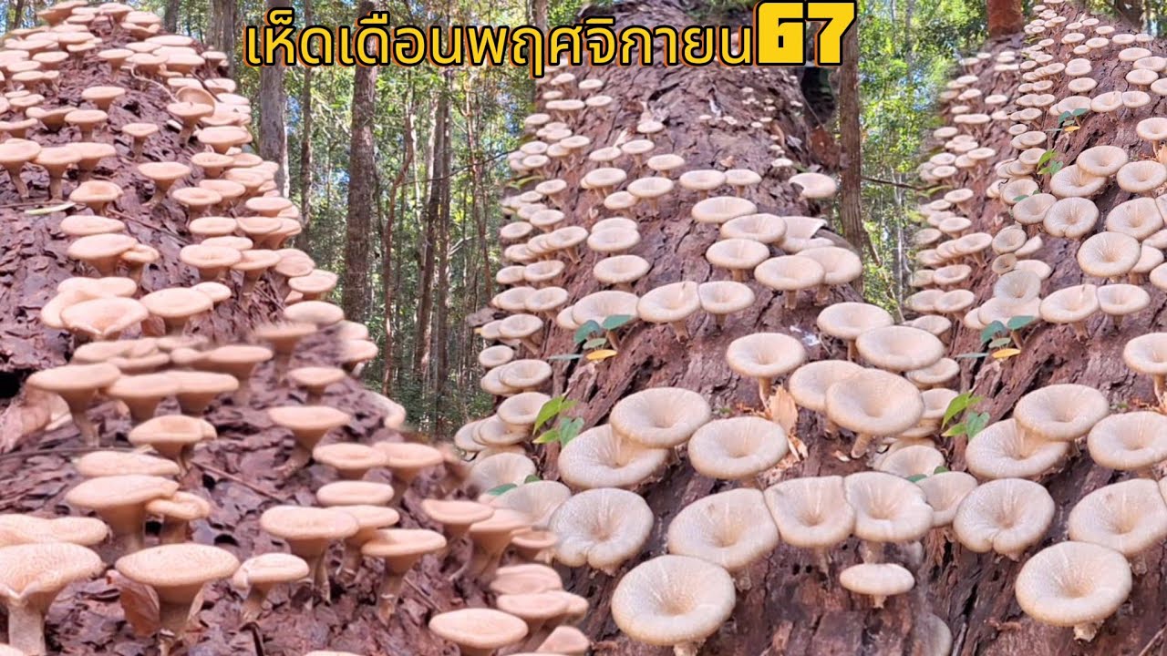 คลิปพิเศษ!!รวมเห็ดบดขอนบิน!!รอบแรกเดือนพฤศจิกายน รุ่นเหรียญสิบ ใบหู ปลายข้าว หลังเขียว