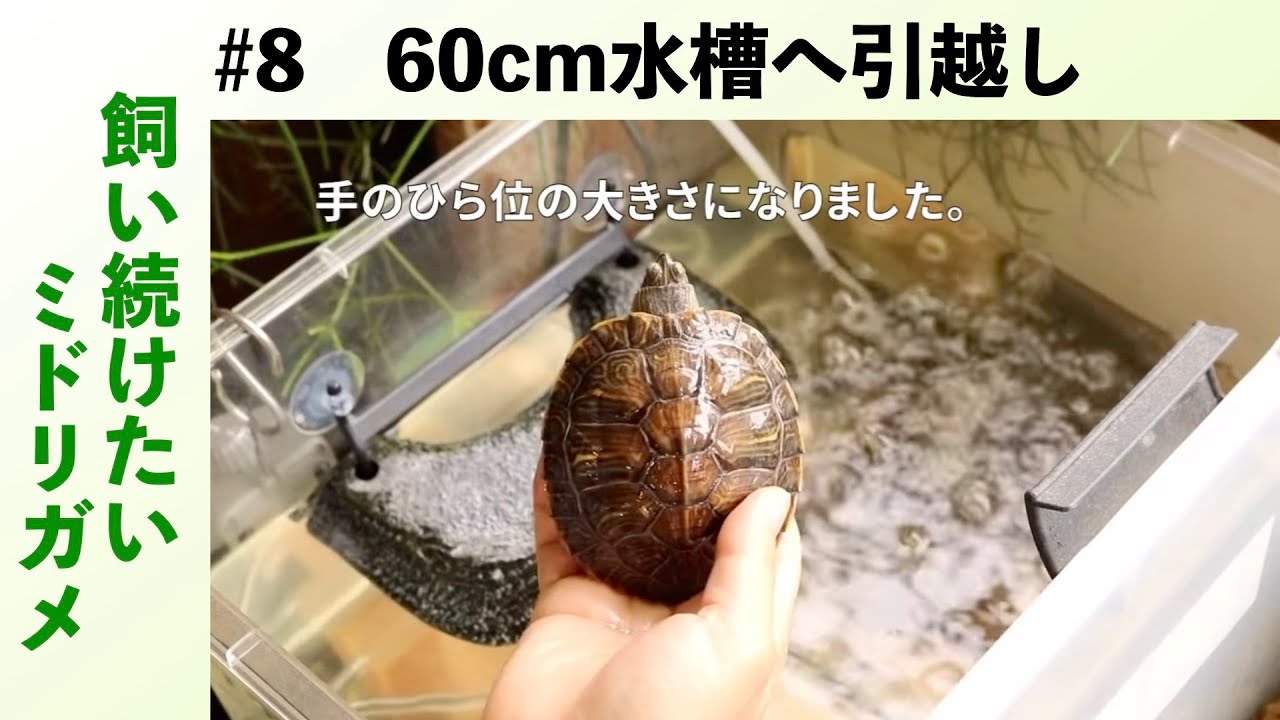 引越しと寒さ対策｜捨てないで！ ミドリガメの飼い方#8 (2018/09/24)