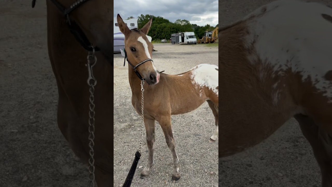 Premier concours pour mon petit poulain star 🩵 #poney #cheval #poulain #animaux #elevageequin